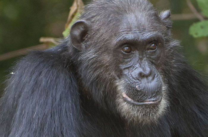 Frodo, a chimpanzee from Gombe National Park