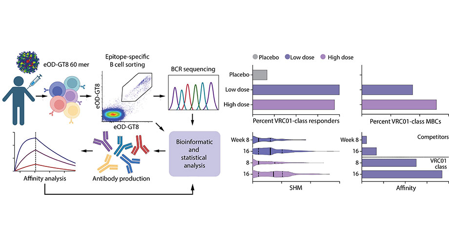 Immune cells were isolated from recipients who received the vaccine or placebo. Antibody sequences from vaccine-binding B cells were then analyzed to measure bnAb-precursor response rate among participants and the frequency of bnAb-precursor B cells among memory B cells (MBCs) in each participant. Credit: Christopher Cottrell; created with Biorender.com