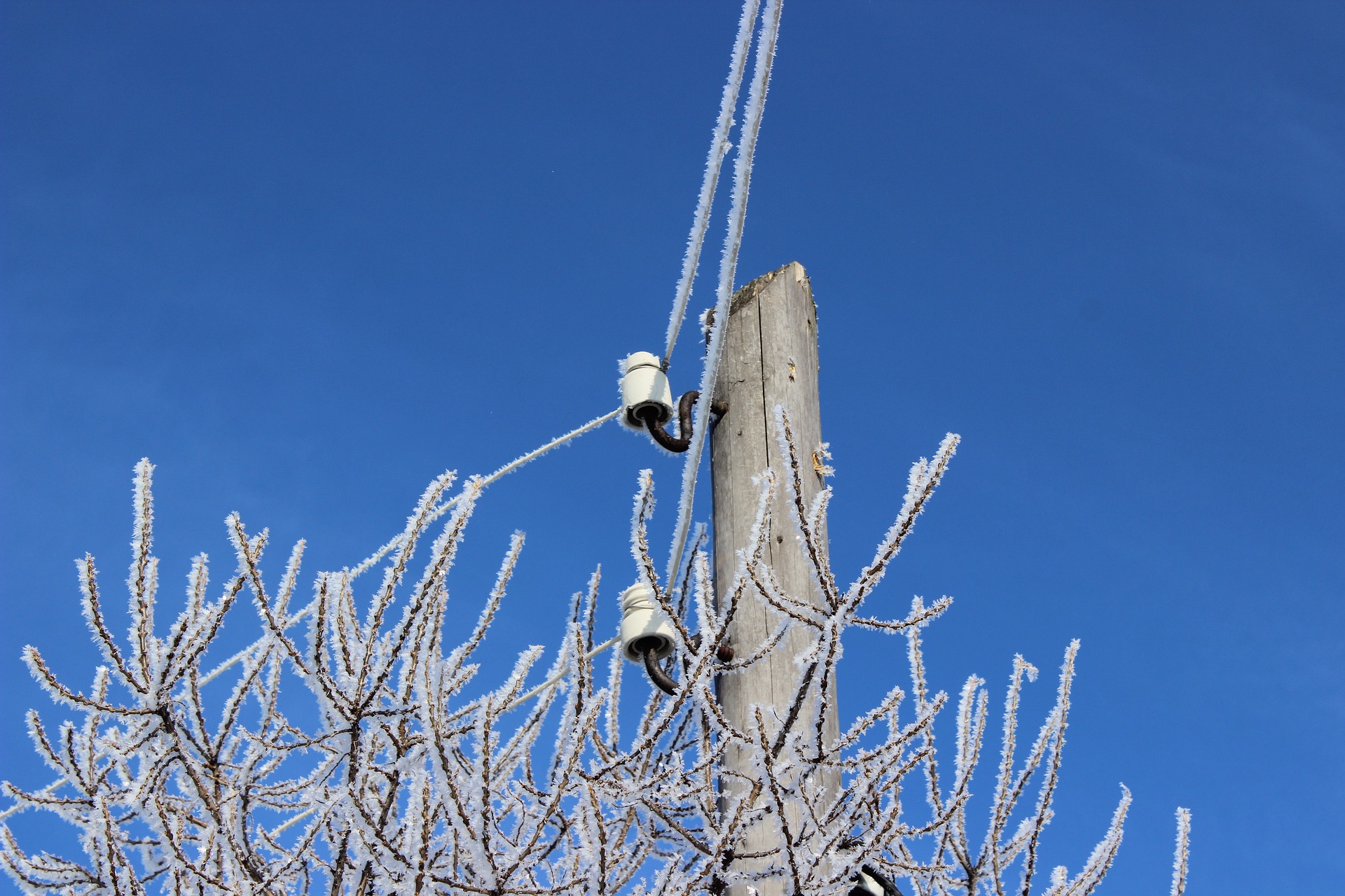 Frozen Trees and Wires