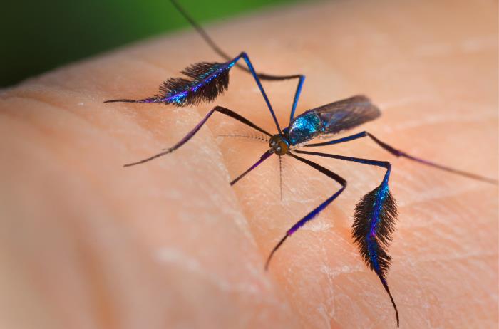 Sabethes cyaneus mosquito 