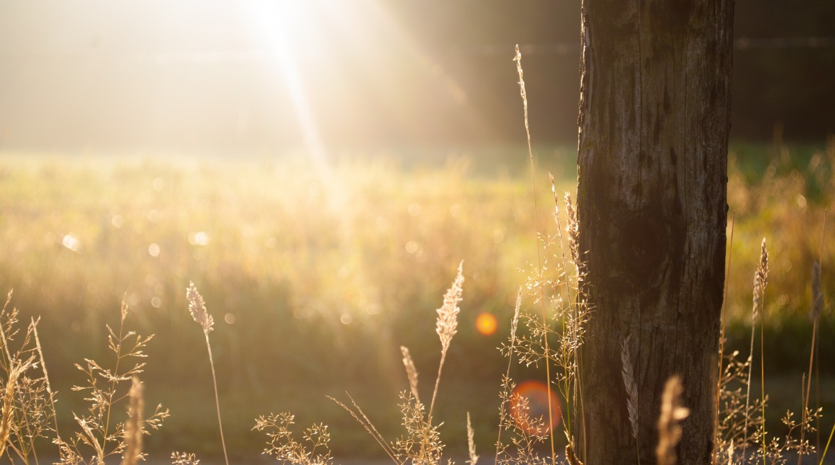 Can Vitamin D Prevent Type 2 Diabetes?