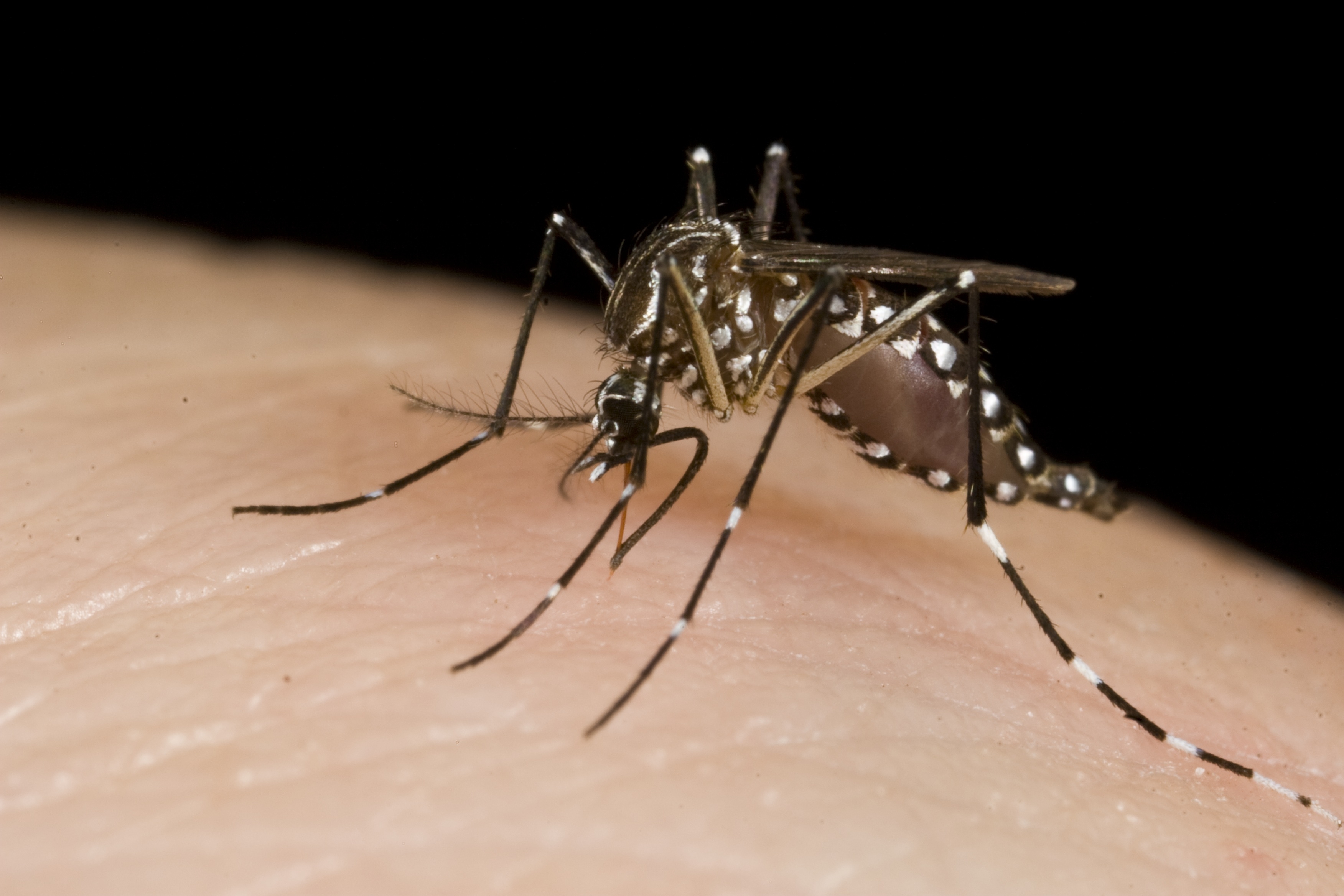 West Nile Virus is the most common mosquito-borne illness in America