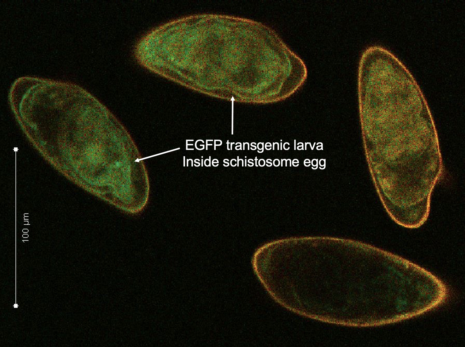 Schistosoma mansoni eggs with successfully inserted a transgene into a genome safe harbor site that, when expressed in the worm, fluoresces as bright green
