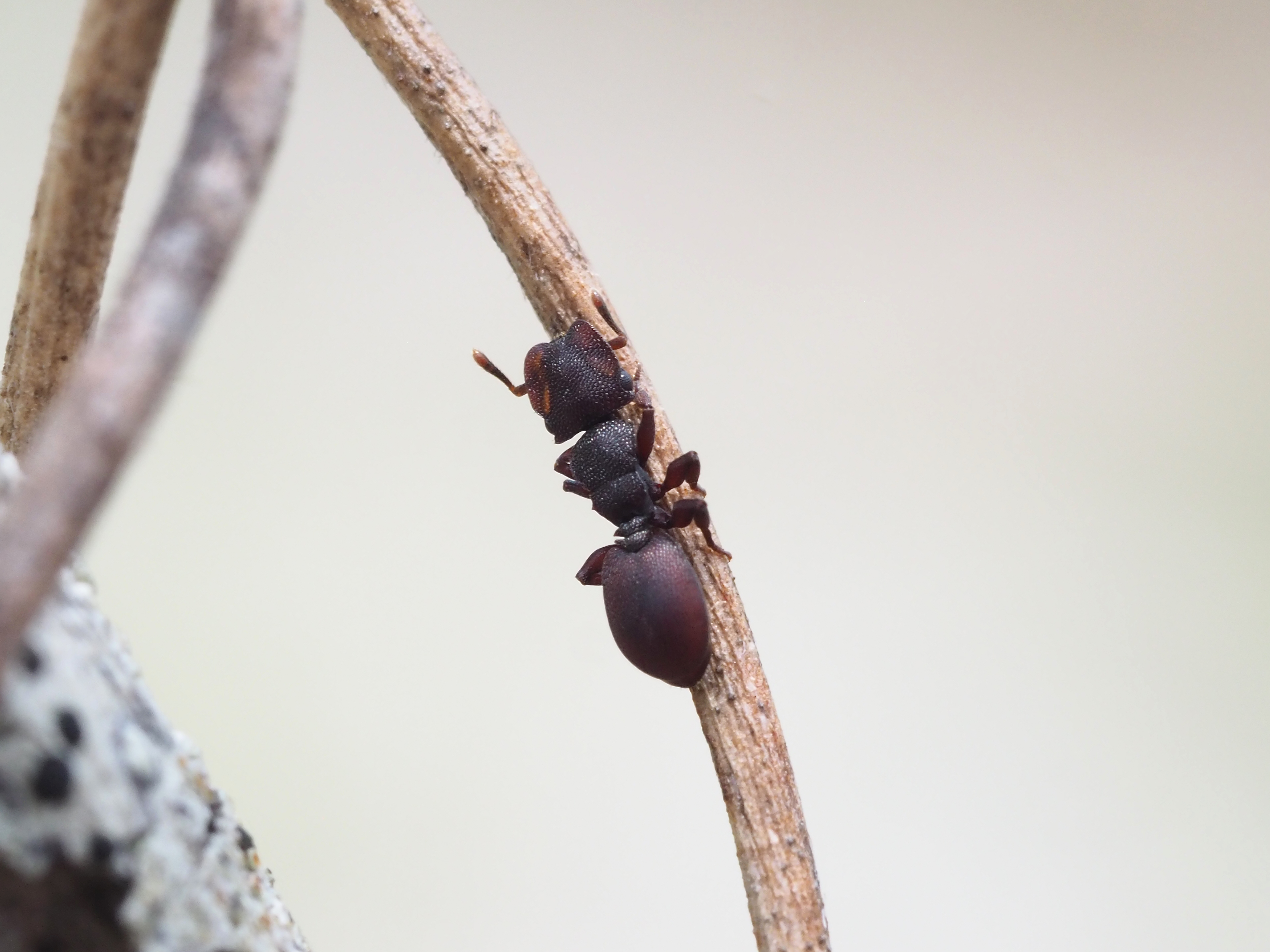 Turtle Ant Worker Moving Between Nests