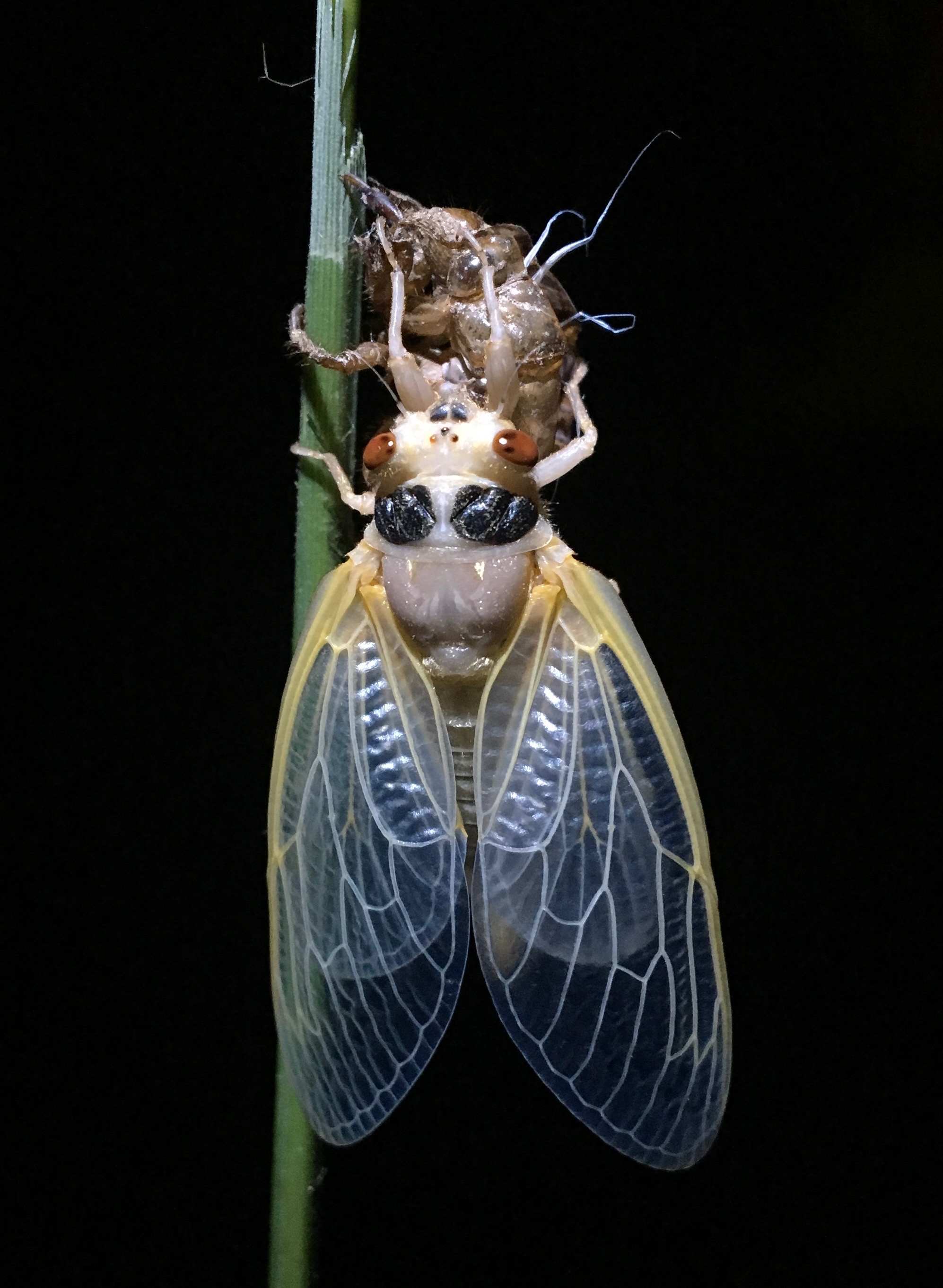teneral stage adult cicada