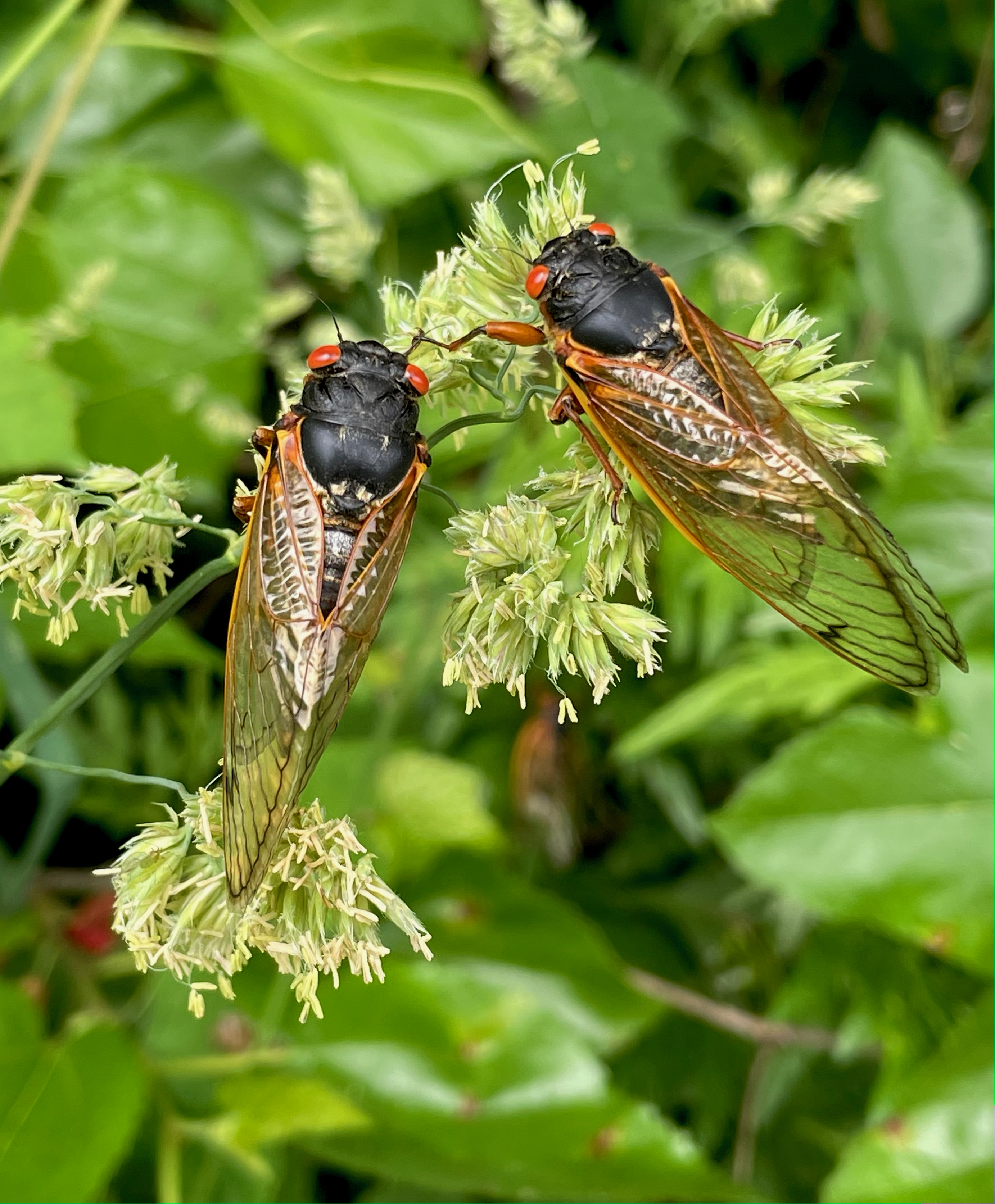 two adult cicadas