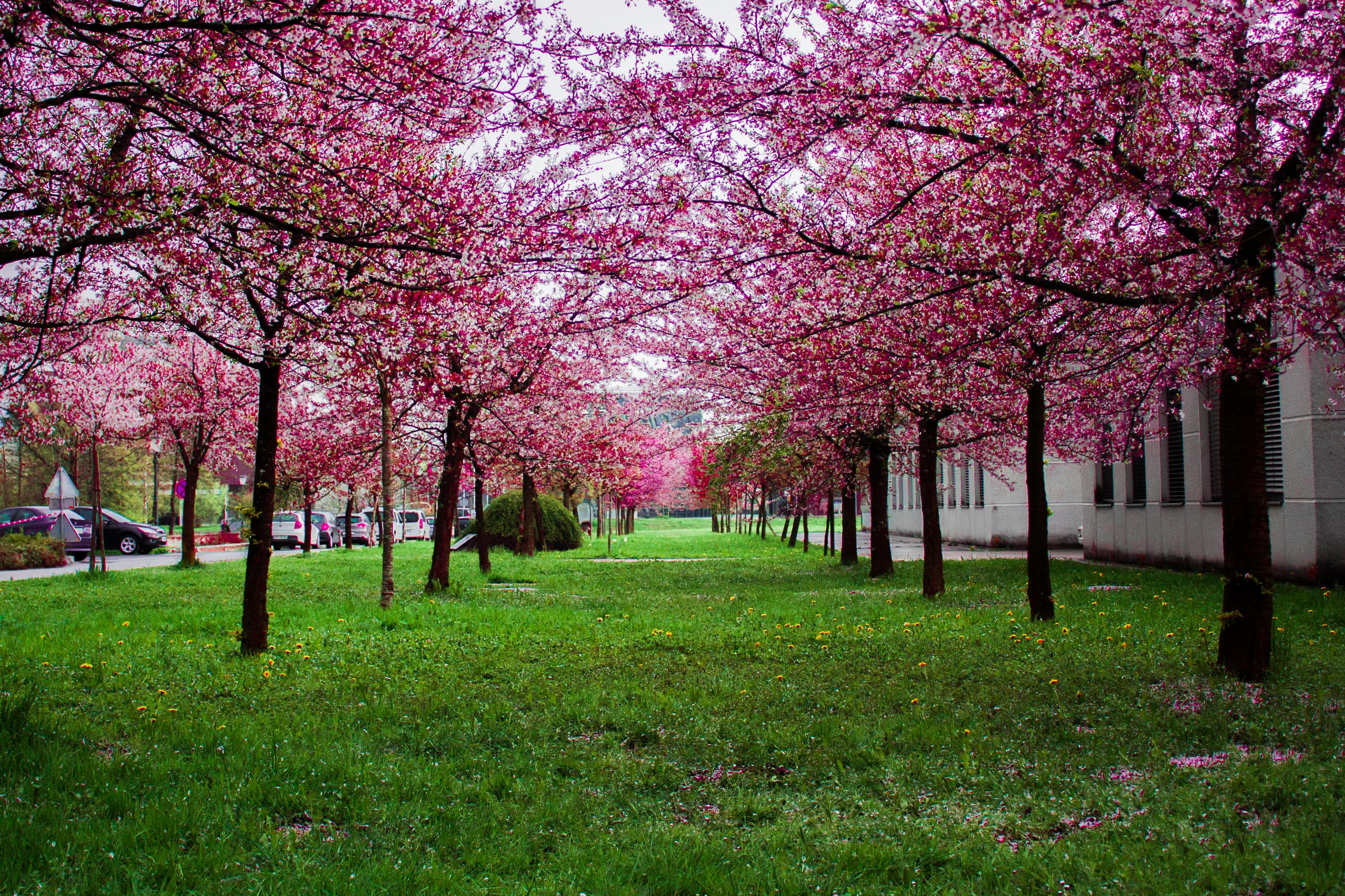 Spring