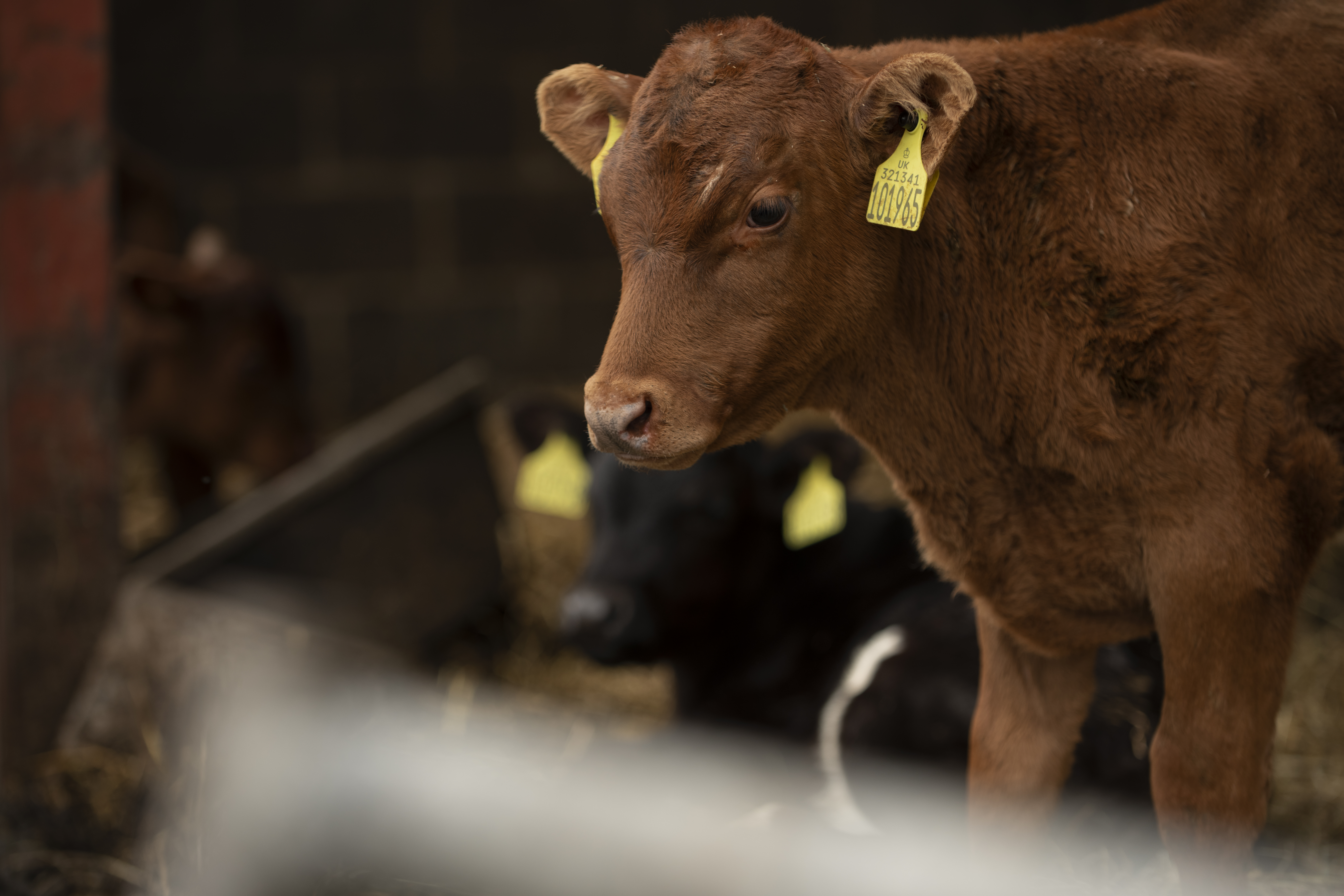 Cows