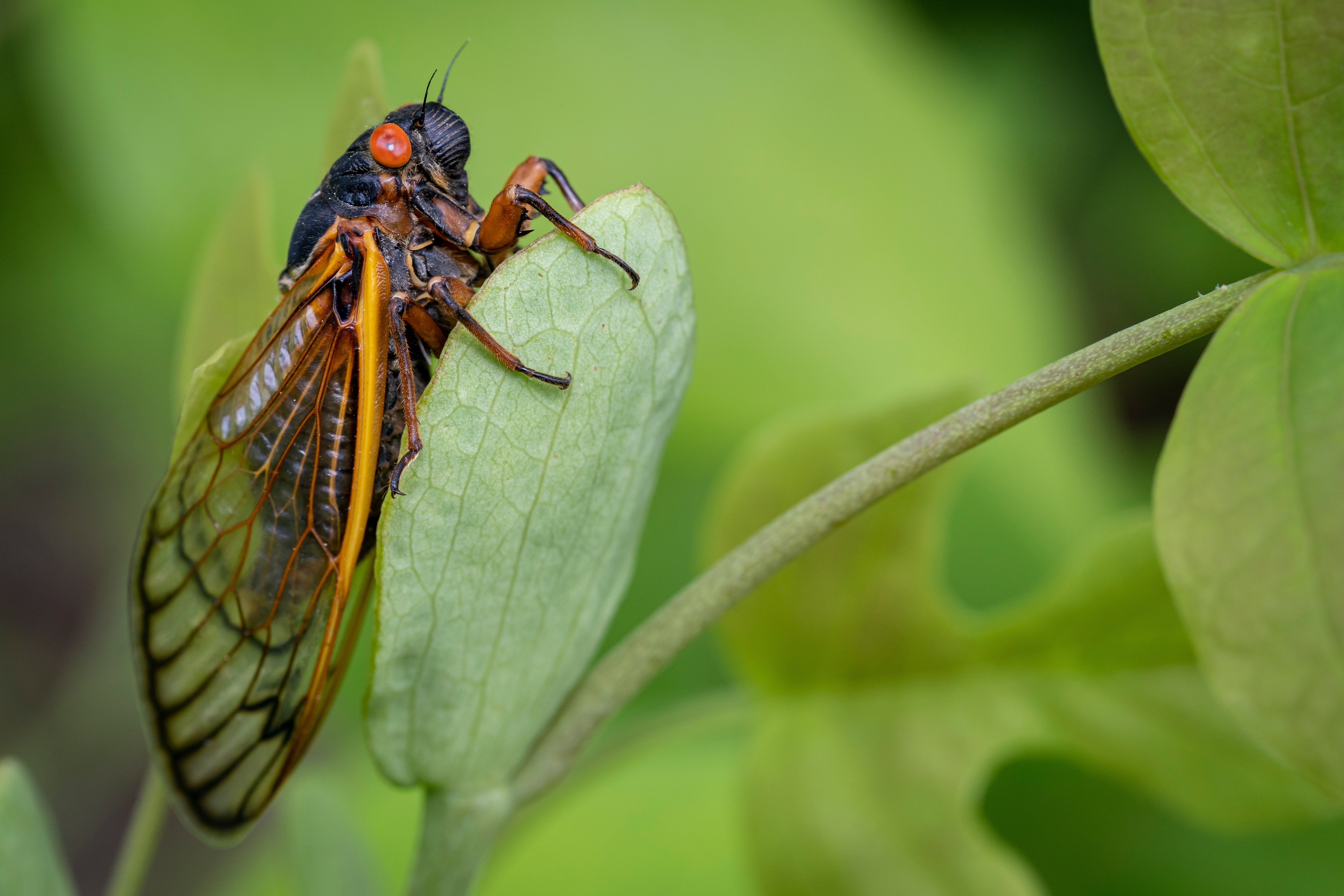 cicada