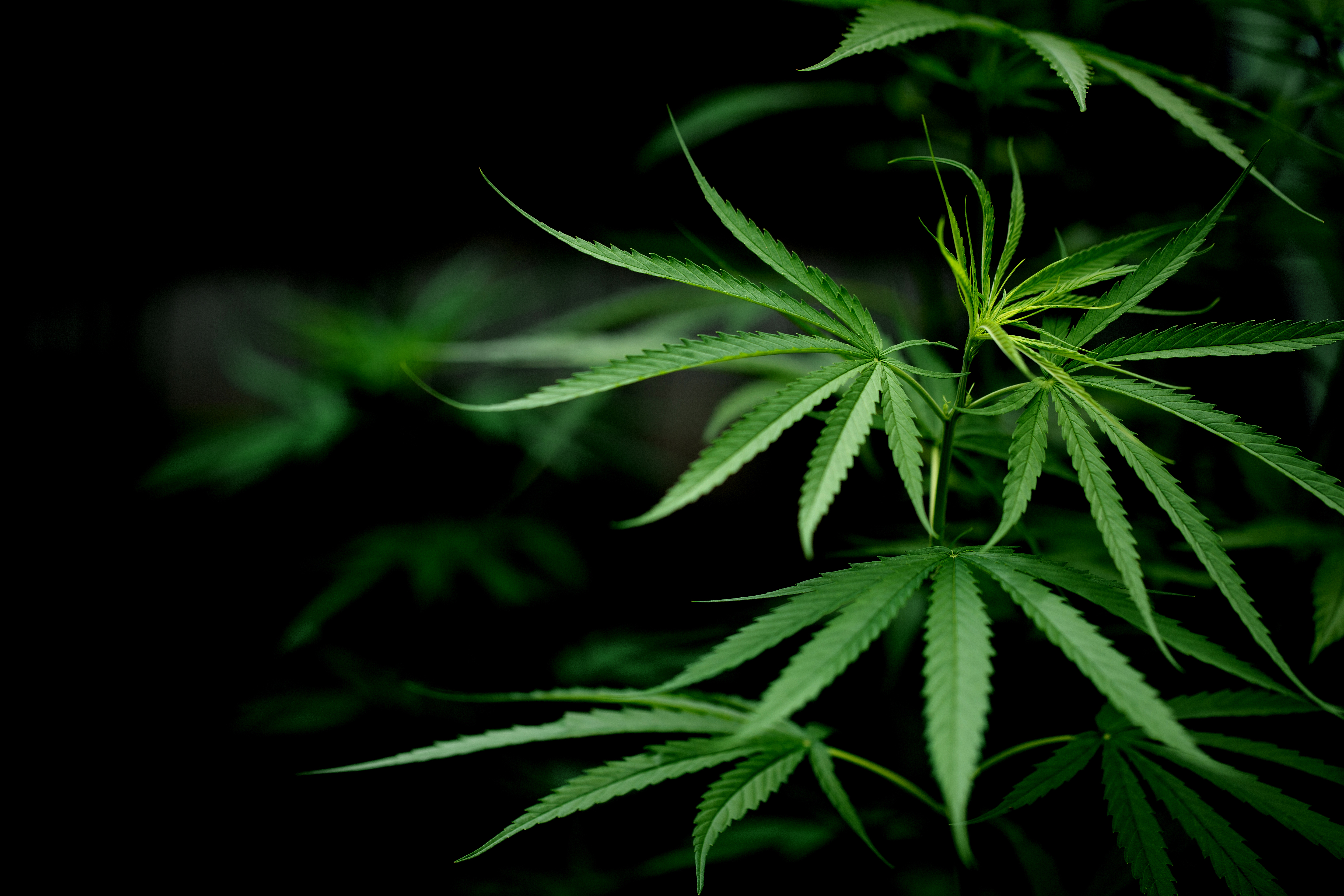 Marijuana