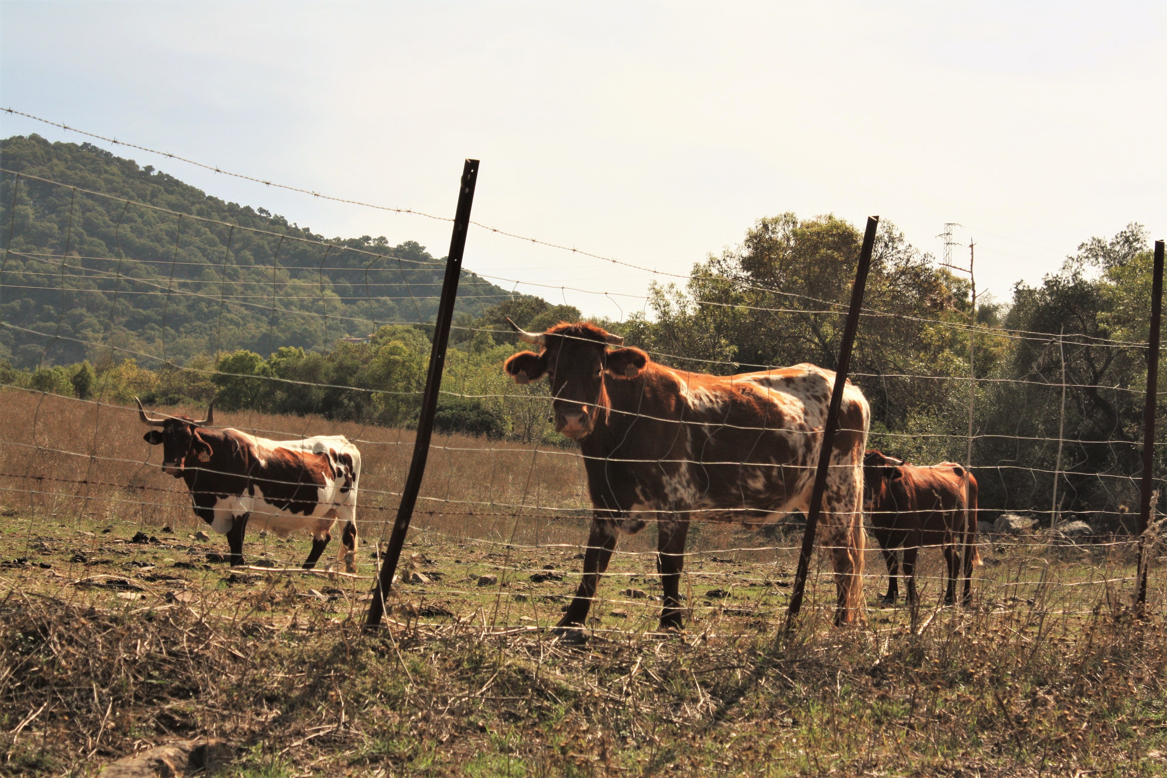 Cattle Field 