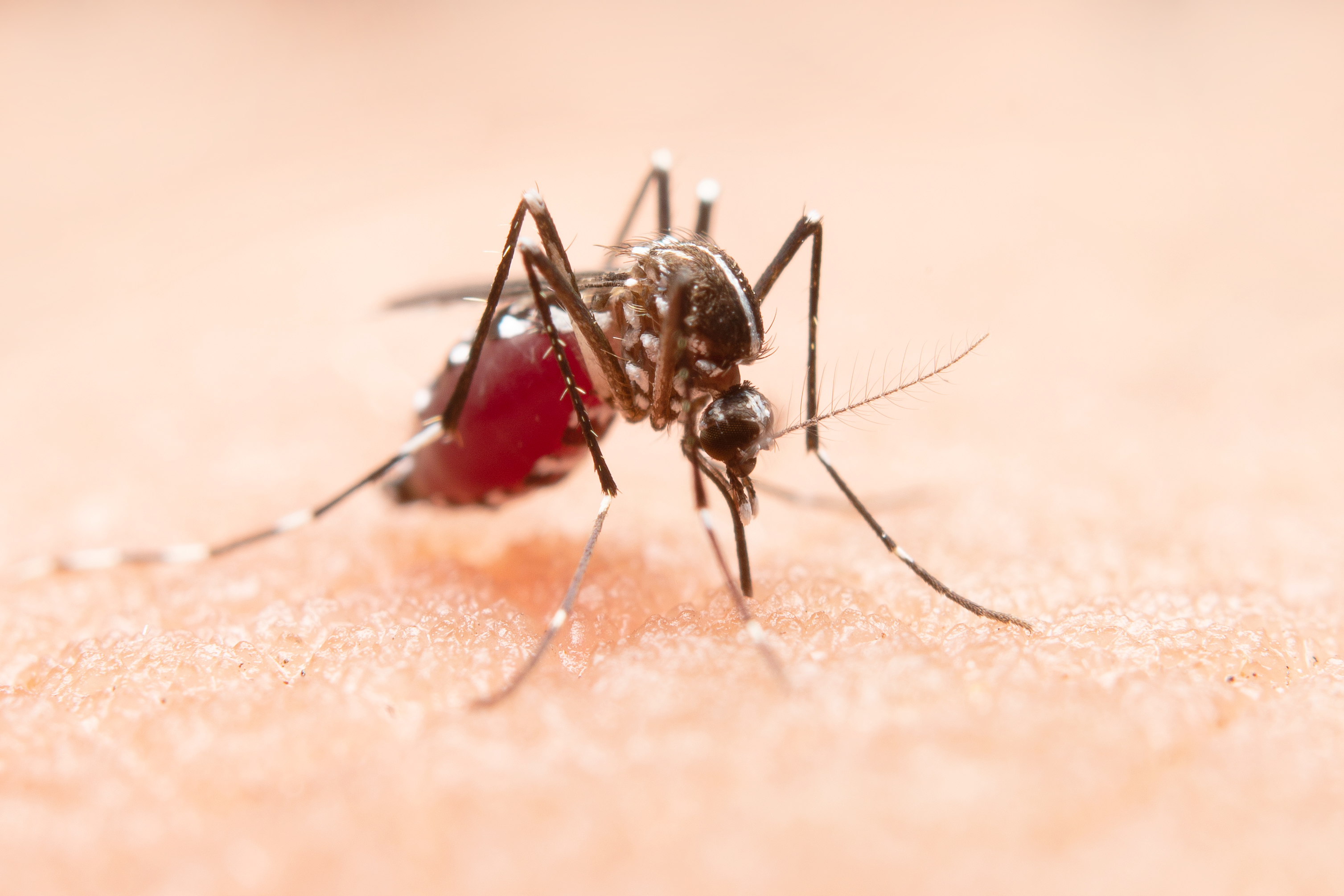 Mosquito 