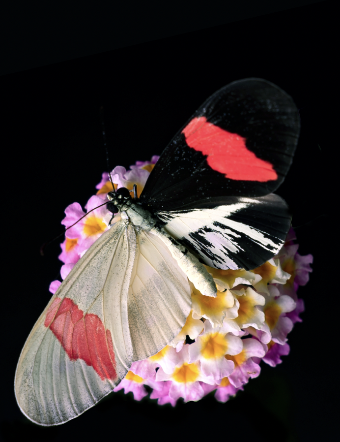 Heliconius erato CRISPR mutant resting on a Lantana flower.
