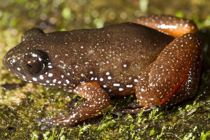 Astrobatrachus kurichiyana, also known as the Starry Dwarf Frog