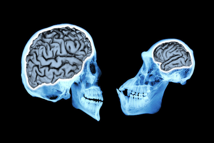 Modern humans (left) have brains that are more than three times larger than our closest living relatives, chimpanzees (right)