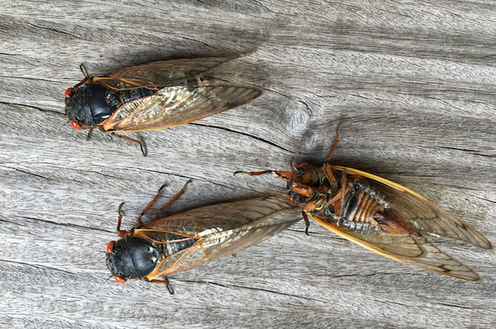 Adult cicadas