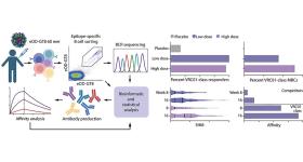 Immune cells were isolated from recipients who received the vaccine or placebo. Antibody sequences from vaccine-binding B cells were then analyzed to measure bnAb-precursor response rate among participants and the frequency of bnAb-precursor B cells among memory B cells (MBCs) in each participant. Credit: Christopher Cottrell; created with Biorender.com