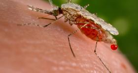 Mosquito on human skin 