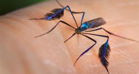 Sabethes cyaneus mosquito 