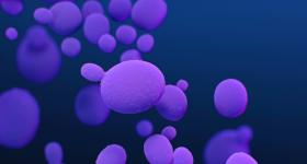 This is a medical illustration of Candida auris fungal organisms.
