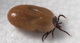 engorged female blacklegged, deer tick, which transmits Lyme disease, 