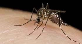 West Nile Virus is the most common mosquito-borne illness in America