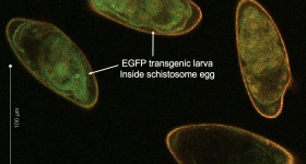 Schistosoma mansoni eggs with successfully inserted a transgene into a genome safe harbor site that, when expressed in the worm, fluoresces as bright green