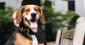 Dog with brown, black and white coat smiling at the camera