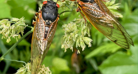 two adult cicadas