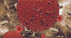 Measles Virus 