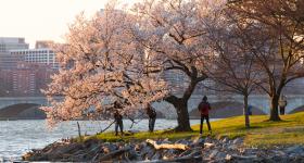 GW file image of the Cherry Blossom Trees in DC