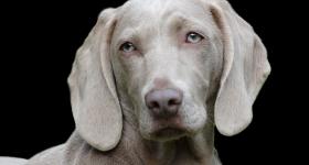 file image of a dog