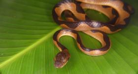 snake