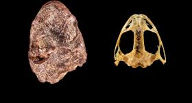 new discovery of prehistoric amphibian 