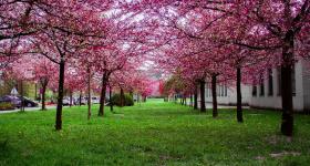 Spring
