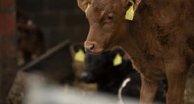 Cows