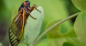 cicada
