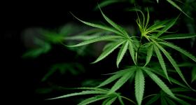 Marijuana