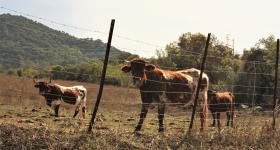 Cattle Field 