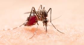 Mosquito 