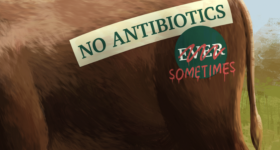 animal with the words "no antibiotics"