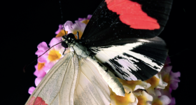 Heliconius erato CRISPR mutant resting on a Lantana flower.