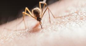 Mosquitoes can transmit Dengue Fever